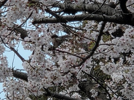 桜　.jpg